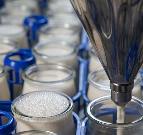 Production of yogurt from homemade cow's milk in a farm