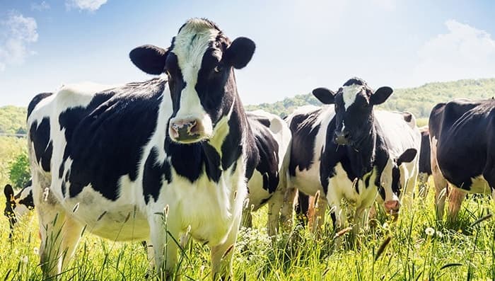card-aurora-organic-dairy