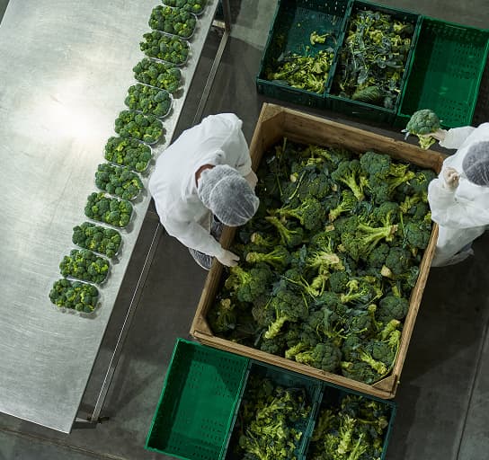 Two skilled workers inspecting and sorting broccoli