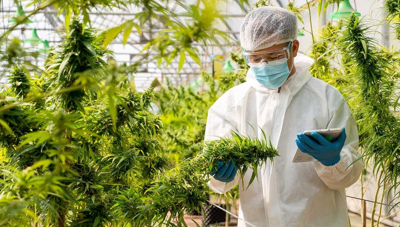 When It Comes to Cannabis Product Manufacturing, Cultivation Management Is Key