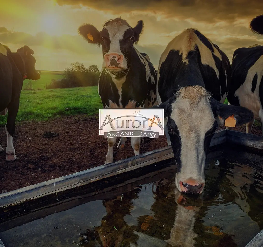 Aurora Organic Dairy logo