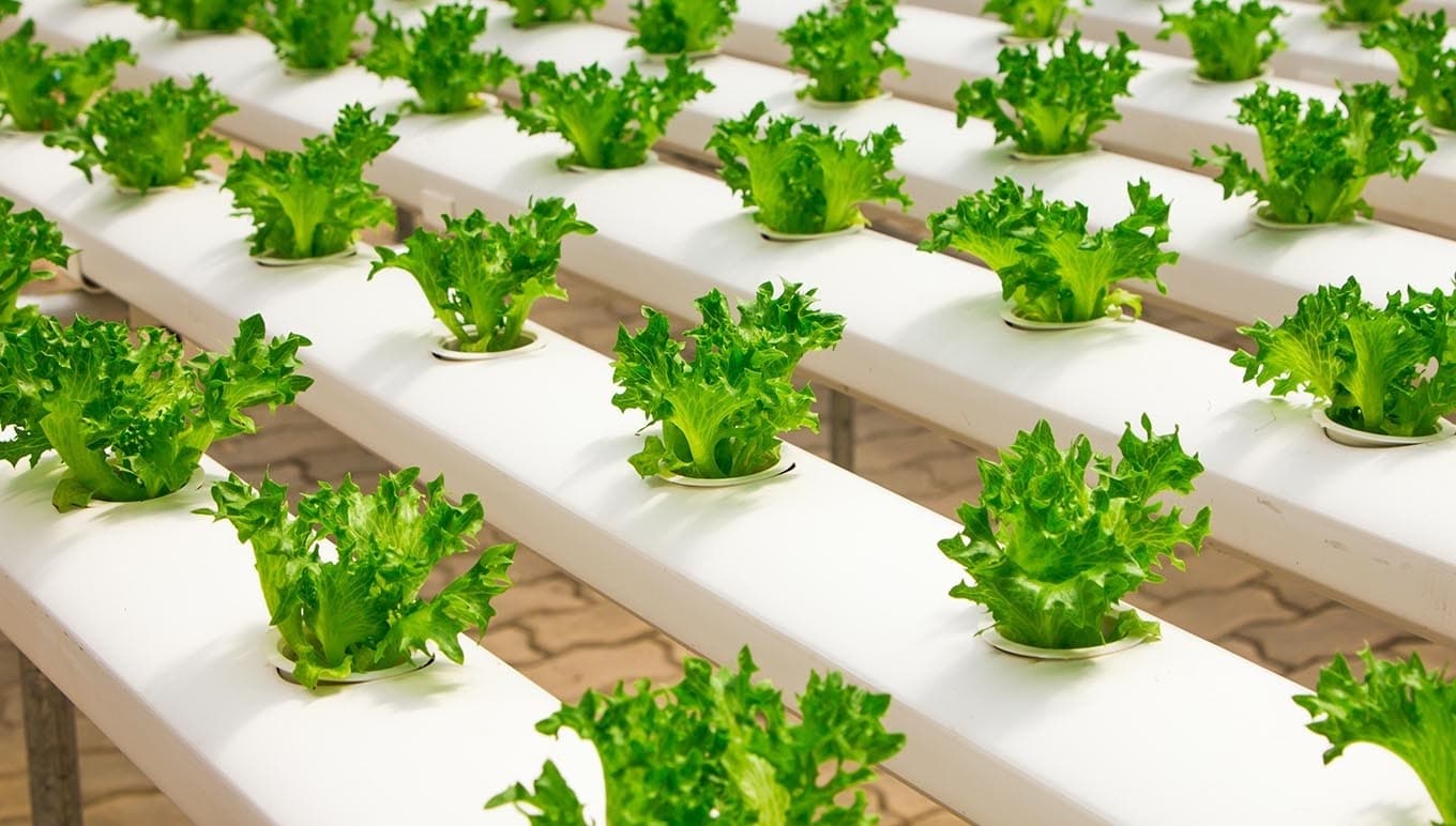 Hydrocultuur aan de horizon: voordelen voor AGF-bedrijven